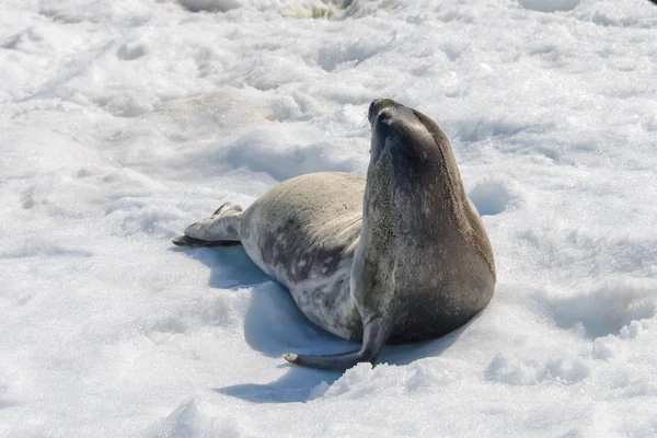 南極の雪とビーチでヒョウアザラシ — ストック写真