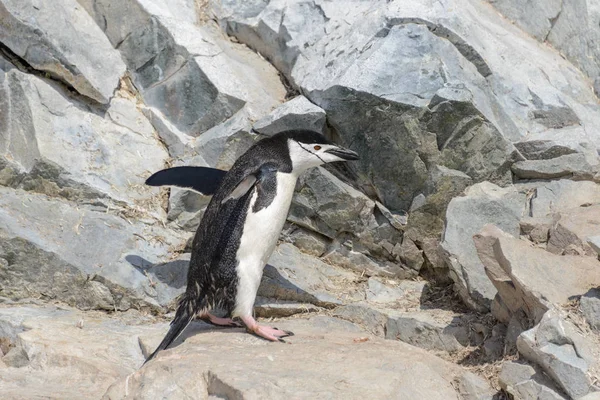 在南极洲的岩石上攀爬的中国企鹅 — 图库照片