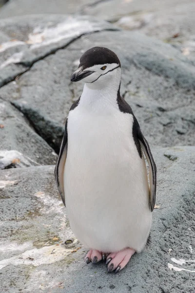 Chinstrap Пингвин Снегу Антарктике — стоковое фото