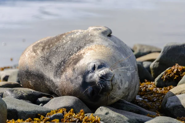 Phoque Léopard Sur Plage Antarctique — Photo