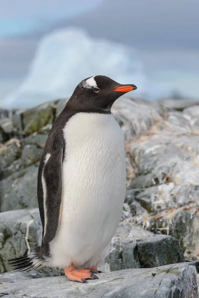 Pinguim Gentoo Neve Antártida — Fotografia de Stock