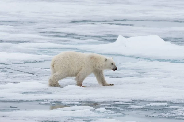 Белый Медведь Ursus Maritimus Выходит Паковый Лед Северу Острова Шпицберген — стоковое фото