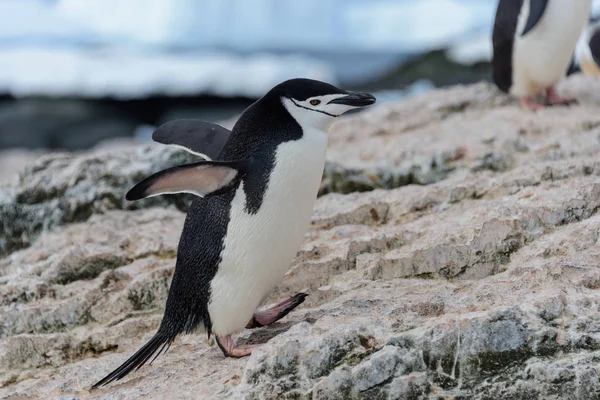 Adelie Antarktika Beach Oluyor Penguen — Stok fotoğraf