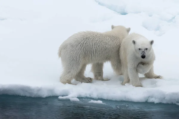 Urso Polar Ursus Maritimus Mãe Filhote Gelo Pacote Norte Svalbard — Fotografia de Stock