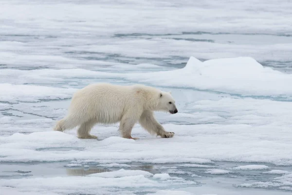 Oso Polar Ursus Maritimus Manada Hielo Norte Isla Spitsbergen Svalbard —  Fotos de Stock