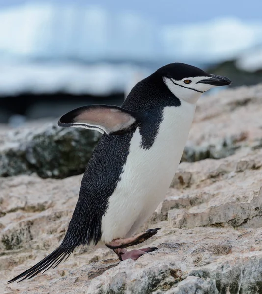 Adelie Penguin Going Beach Antarctica — Stock Photo, Image