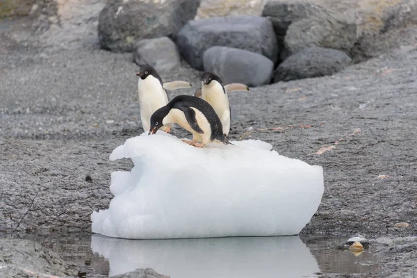 Pinguino Adelie Piedi Sul Ghiaccio Antartide — Foto Stock