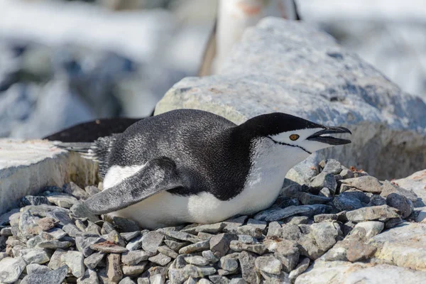 Pinguino Chinstrap Adagiato Sulla Roccia Antartide — Foto Stock