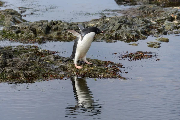 Pingouin Habitat Naturel — Photo