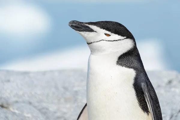 Tučňák Uzdičkový Zblízka — Stock fotografie