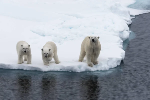 Jegesmedve Ursus Maritimus Anya Két Kölykeit Jégtáblák Svalbard Sarkvidéki Norvégia — Stock Fotó