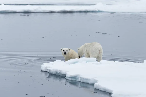 Wilder Eisbär Und Jungtiere Schwimmen Packeis Nördlich Von Spitzbergen Der — Stockfoto