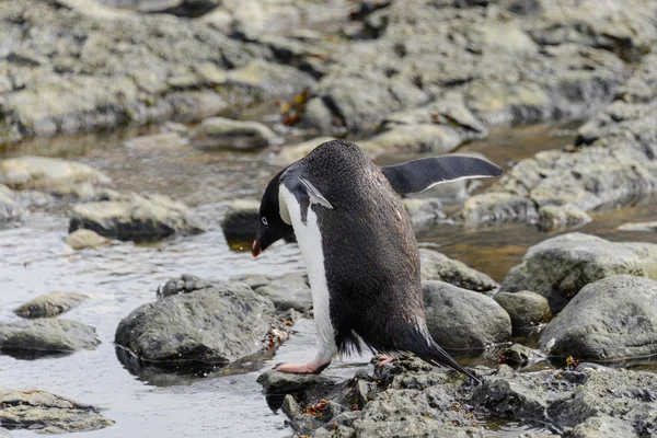 Gentoo Penguin Pågår Beach Antarktis — Stockfoto