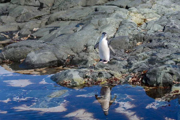 Pingouin Chinstrap Sur Plage Antarctique Avec Réflexion — Photo