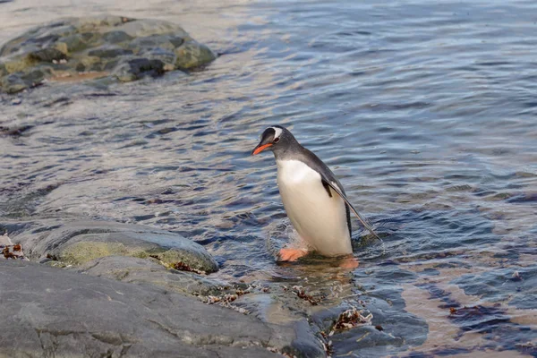 Gentoo Pinguin Wasser — Stockfoto