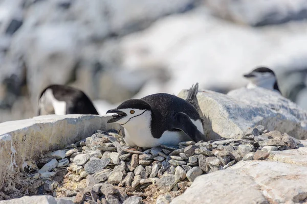 Pingouin Chinstrap Posé Sur Roche Antarctique — Photo