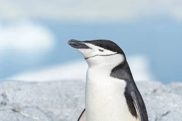 Chinstrap Pinguino Vicino — Foto Stock