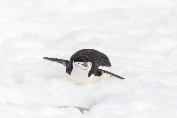 Chinstrap Penguin Creeping Snow Royalty Free Stock Images