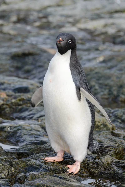 Penguin Nature Habitat Stock Picture