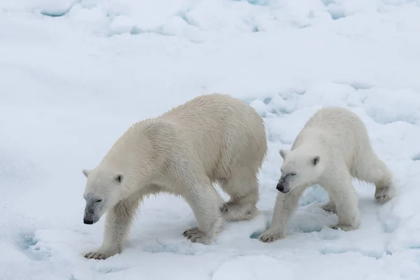 Oso Polar Ursus Maritimus Madre Cachorro Paquete Hielo Norte Svalbard Imagen de stock