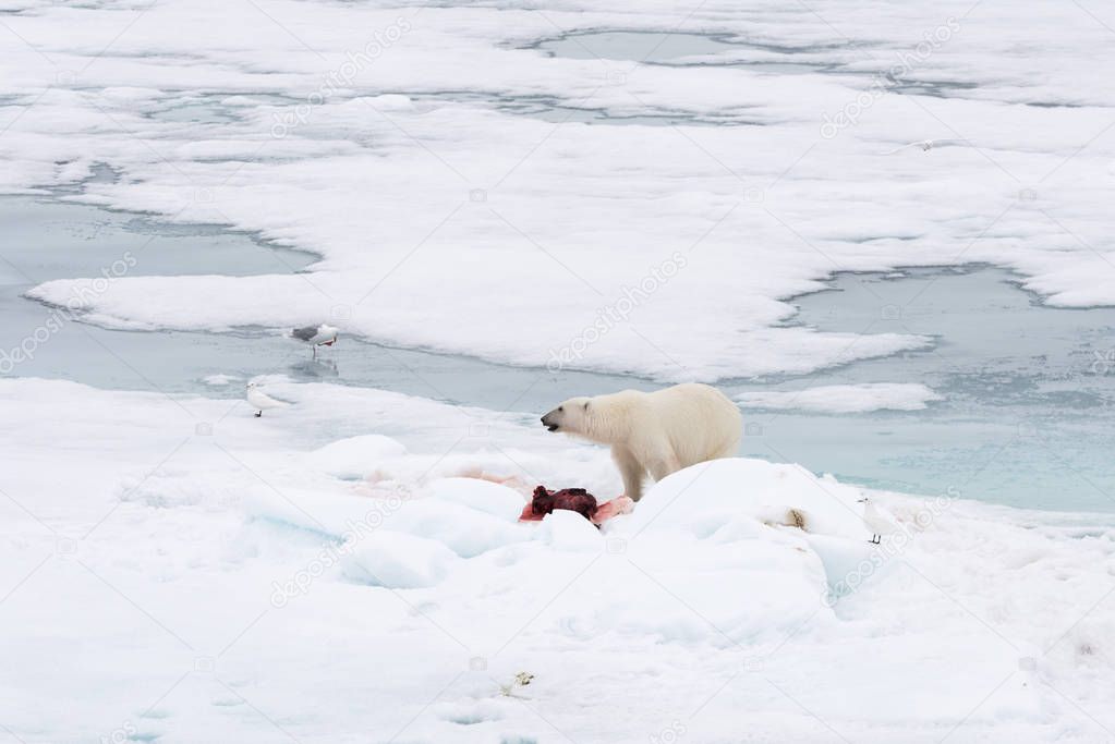 Polar bear eating seal on pack ice