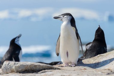 Miğfer penguen Antarktika'daki sahilde