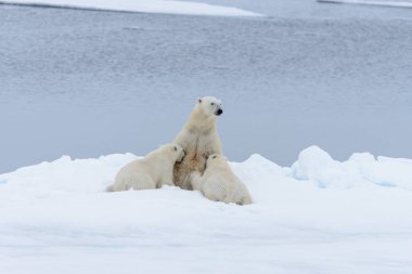 Kutup ayısı anne pack buzda Svalbard Arctic Norveç kuzeyinde yavrularını besleme