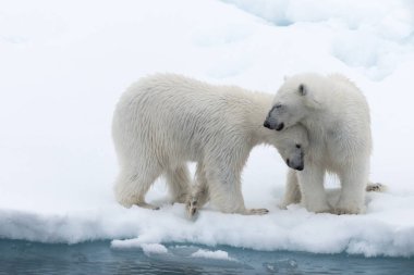 Kutup ayısı (Ursus maritimus) anne ve yavrusu pack buzda Svalbard Arctic Norveç kuzeyinde
