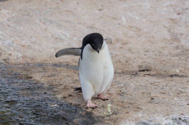 Adelie Antarktika Beach'de oluyor penguen