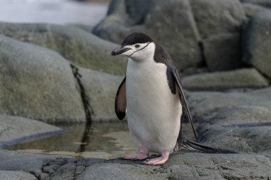 Miğfer penguen taş yakın çekim