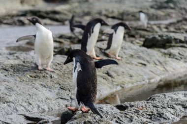 Adelie penguenleri Antarktika'daki plajda Grup