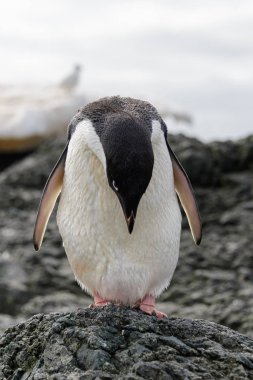 Adelie penguen ayakta Antarktika'daki sahilde