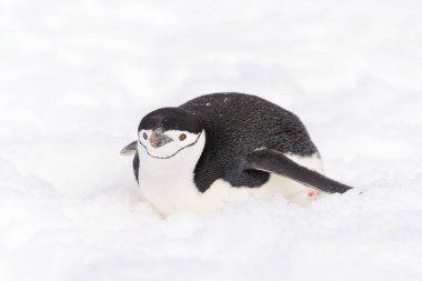 Kar üzerinde sürünen miğfer penguen