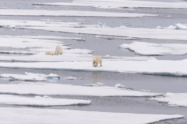 Kutup ayısı (Ursus maritimus) anne ve İki Yataklı yavrularını pack buzda Svalbard Arctic Norveç kuzeyinde