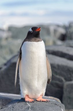 Antarktika'daki kayada Gentoo pengueni