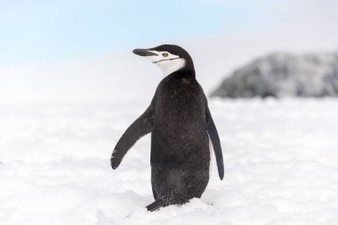 Antarktika karda miğfer penguen
