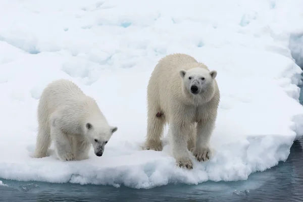 Urso Polar Ursus Maritimus Mãe Filhote Gelo Pacote Norte Svalbard — Fotografia de Stock