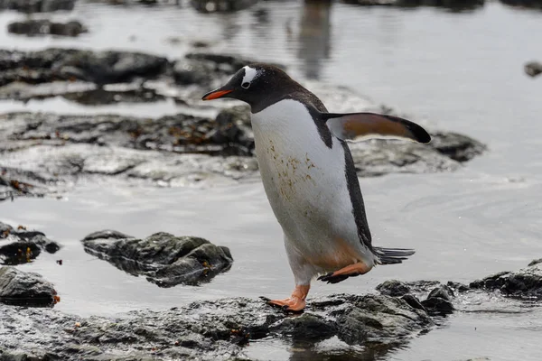 Pinguim Gentoo Indo Praia Antártida — Fotografia de Stock