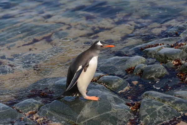 Gentoo Pingouin Dans Eau — Photo