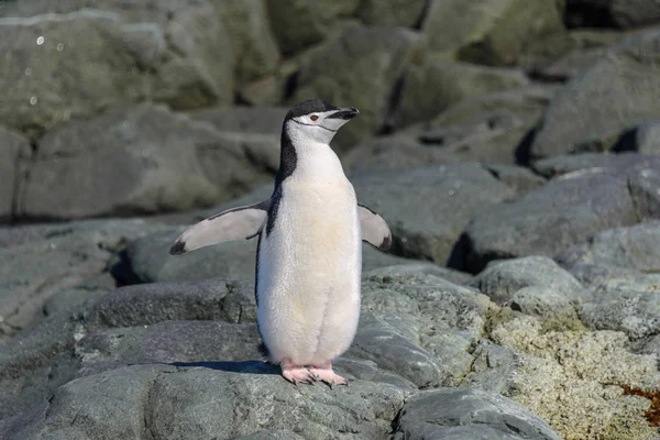 Pinguim Chinstrap Praia Antártida — Fotografia de Stock