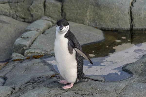 アゴヒゲ ペンギンの岩の上をクローズ アップ — ストック写真