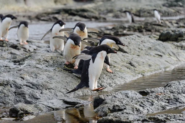 Grupo Pingüinos Adelie Playa Antártida —  Fotos de Stock