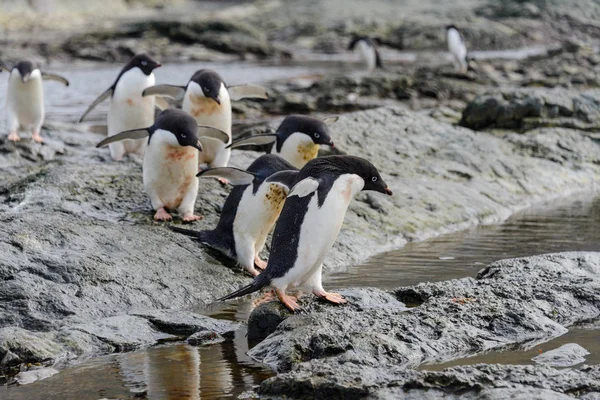 Gruppen Adelie Pingviner Stranden Antarktis — Stockfoto