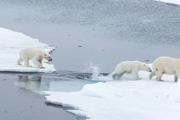 Дикий Білий Ведмідь Дитинчат Перестрибуючи Через Лід Pack Льоду Північ — стокове фото