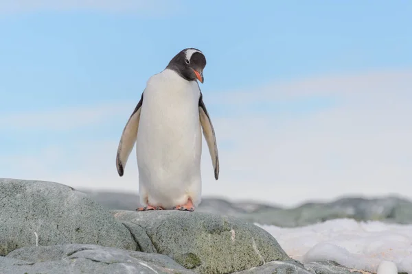 Kinnriemen Pinguin Schnee Der Antarktis — Stockfoto