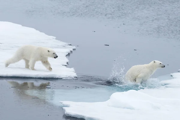 在挪威斯瓦尔巴北极以北的冰层上 野生北极熊和幼崽在冰面上跳跃 — 图库照片
