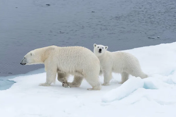 Άγρια Πολική Αρκούδα Ursus Maritimus Μητέρα Και Cub Στον Πάγο — Φωτογραφία Αρχείου