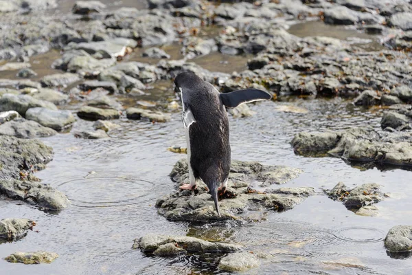 Gentoo Pinguin Strand Der Antarktis — Stockfoto