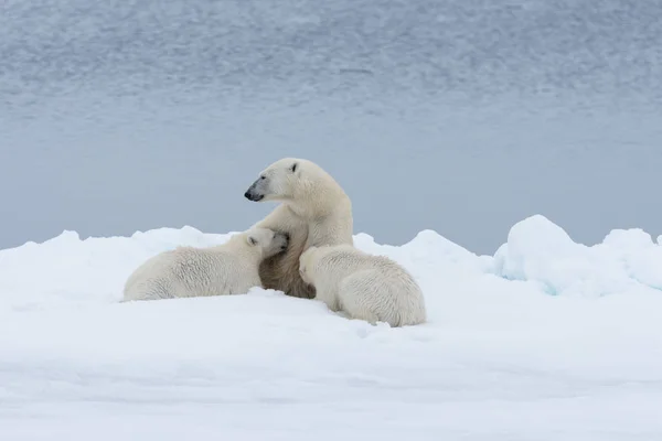 Πολική Αρκούδα Μητέρα Σίτιση Cubs Στον Πάγο Πακέτο Βόρεια Νορβηγία — Φωτογραφία Αρχείου