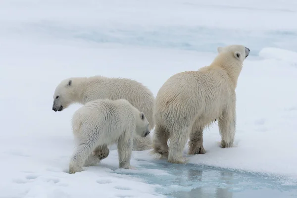 Μητέρα Και Δύο Μονά Cubs Άγρια Πολική Αρκούδα Ursus Maritimus — Φωτογραφία Αρχείου